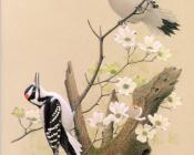 Hairy Woodpecker - 威廉·齐默曼
